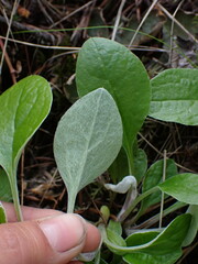 Antennaria racemosa