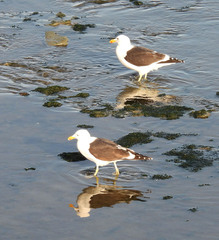 Larus dominicanus