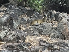 Oreotragus oreotragus transvaalensis
