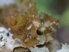 Tuckermanopsis platyphylla