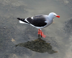 Leucophaeus scoresbii