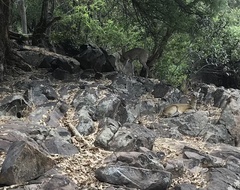 Oreotragus oreotragus transvaalensis