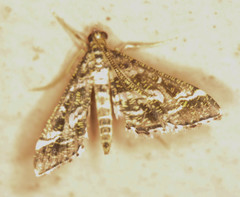 Diasemiopsis ramburialis