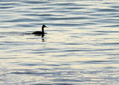 Podiceps major