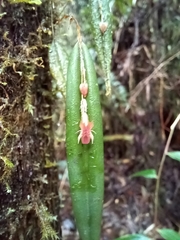 Lepanthes mucronata