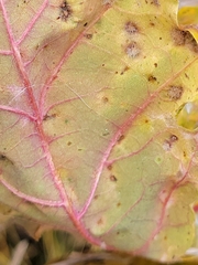 Neuroterus floccosus