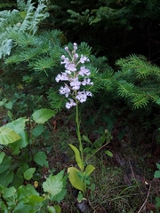 Platanthera grandiflora