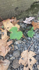 Ranunculus recurvatus