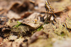 Crocicreas coronatum