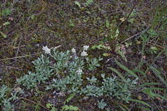 Antennaria parvifolia