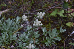Antennaria parvifolia