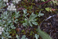 Antennaria parvifolia