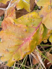 Neuroterus floccosus