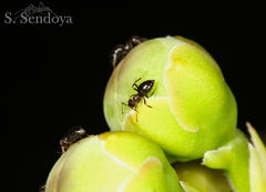 Caryocar brasiliense