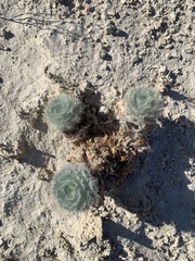 Arctomecon californica