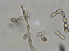 Ionomidotis irregularis