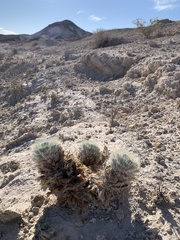 Arctomecon californica