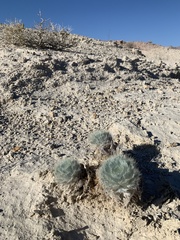 Arctomecon californica