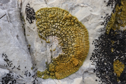 Caloplaca verruculifera image