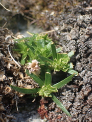 Cherleria biflora