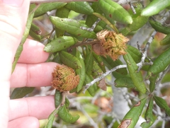 Asphondylia ceanothi