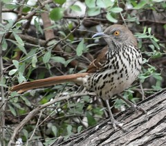Toxostoma longirostre
