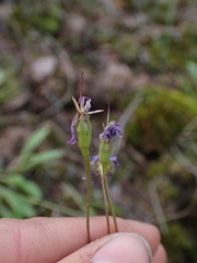 Primula pauciflora