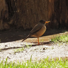 Turdus falcklandii