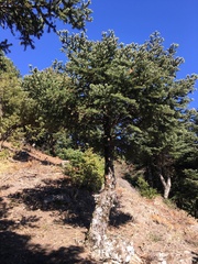 Abies cephalonica
