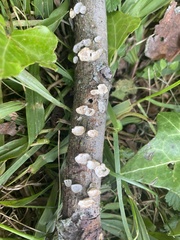Trametes conchifer
