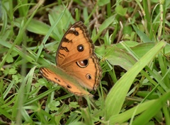 Junonia almana
