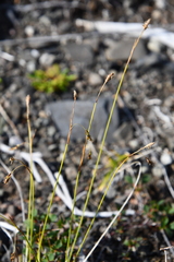 Carex capillaris