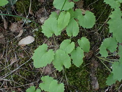 Arnica cordifolia