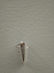 Pandesma