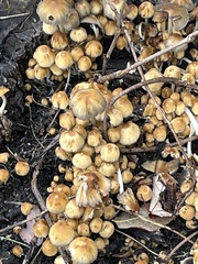Coprinellus