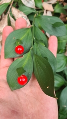 Ruscus hypoglossum