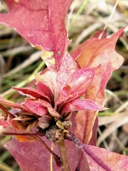 Andricus quercusfrondosus