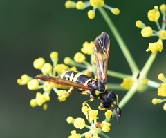 Tenthredo marginella