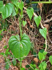 Dioscorea chondrocarpa