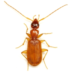 Zuphioides longicolle