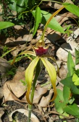 Caladenia longiclavata