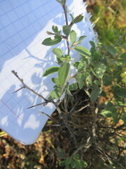 Ceanothus fendleri