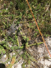 Euphorbia caput-medusae