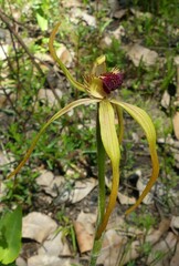 Caladenia longiclavata
