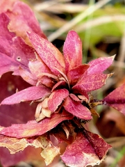 Andricus quercusfrondosus