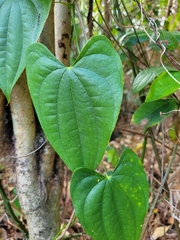 Dioscorea chondrocarpa