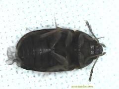 Mycetophagidae