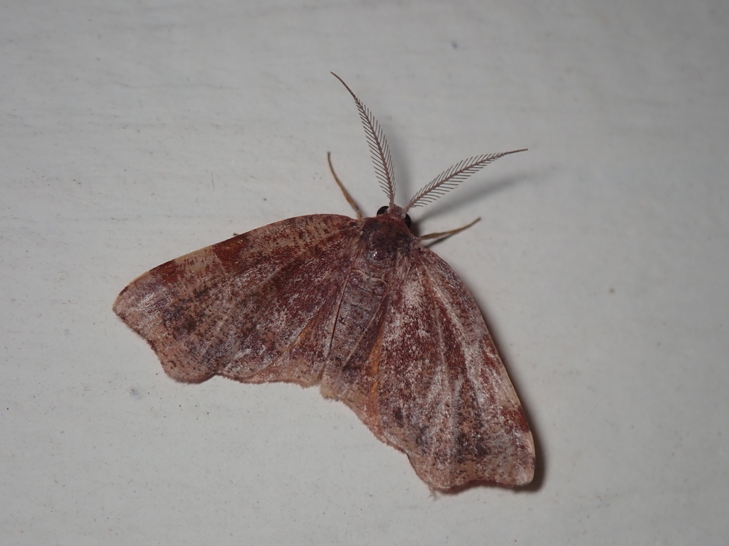 Achrosis rondelaria