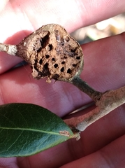 Callirhytis quercusbatatoides