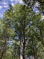 Nothofagus glauca